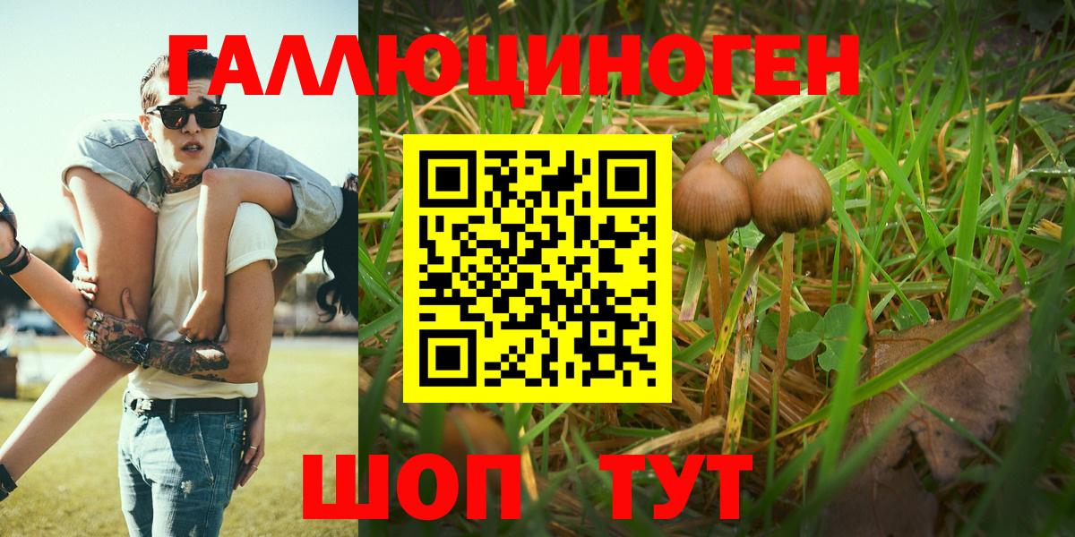 Галлюциногенные грибы Psilocybe Каспийск